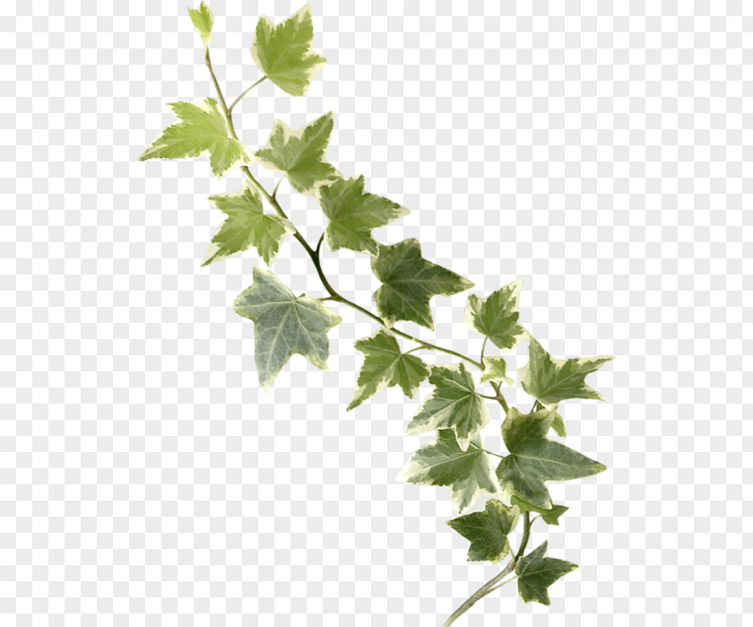 Leaf Twig Common Ivy Stock Photography PNG
