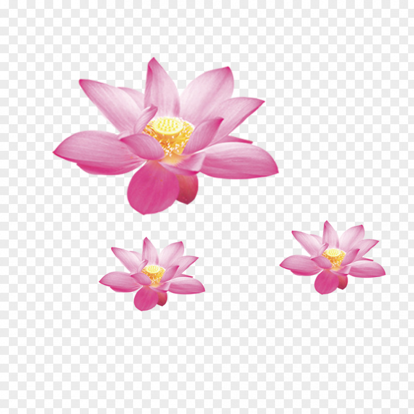 Lotus Nelumbo Nucifera Symbol Flower PNG