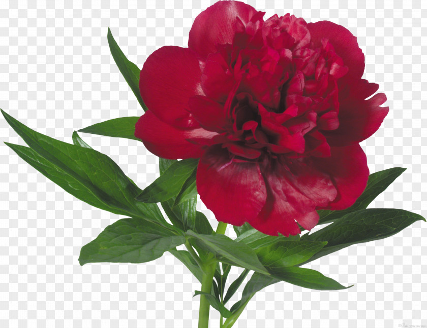 Peony Moutan Flower Clip Art Illustration PNG