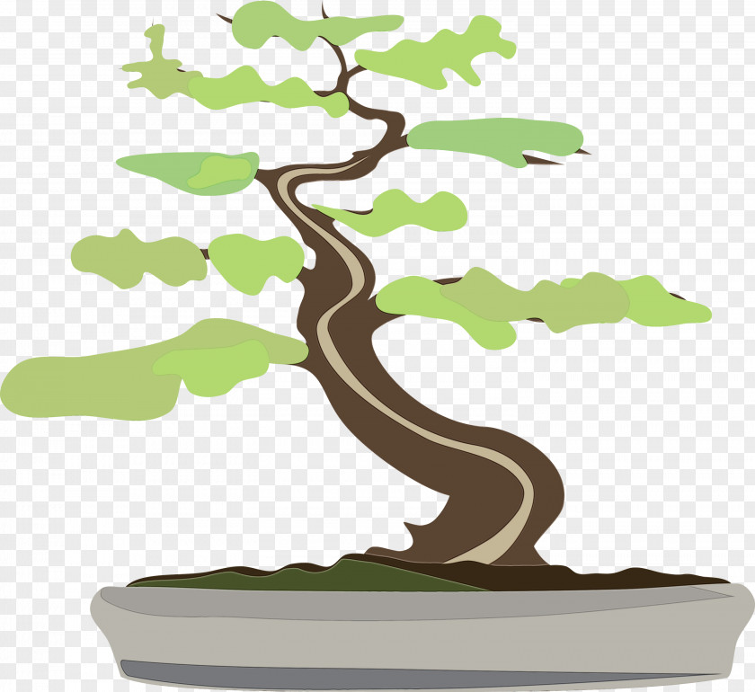 Plant Stem Trunk Tree Houseplant Bonsai Woody PNG