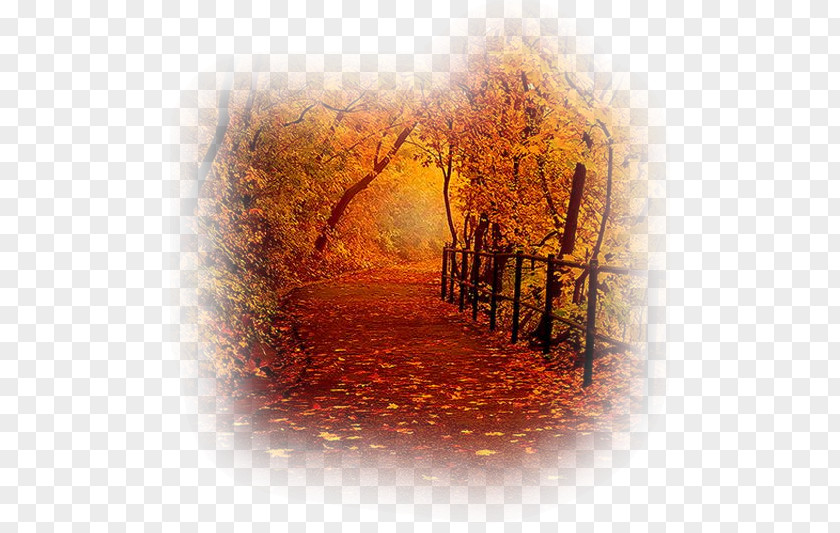 Autumn Leaf Color Tree Orange Landscape PNG