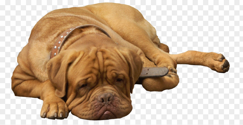 English Bulldog Dog Breed Bullmastiff Shar Pei Dogue De Bordeaux Puppy PNG