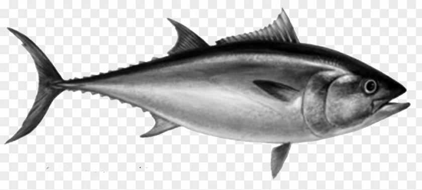 Fish Thunnus Atlantic Bluefin Tuna Fishing Sushi PNG