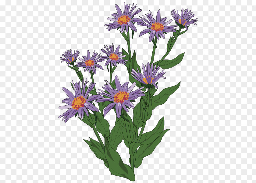 Great Pyrenees Aster Pyrenaeus Clip Art PNG