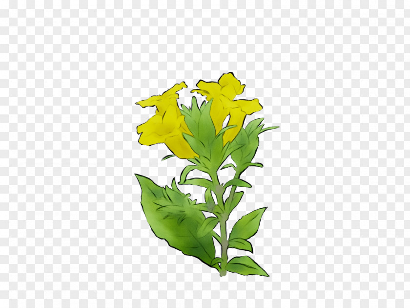 Leaf Flowering Plant Stem Tree PNG