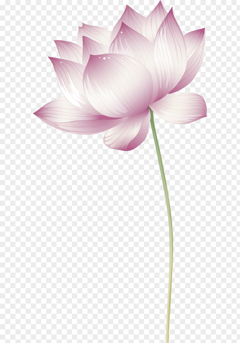 Nelumbo Nucifera Clip Art PNG