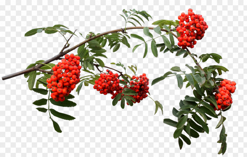 Rowan Vine PNG