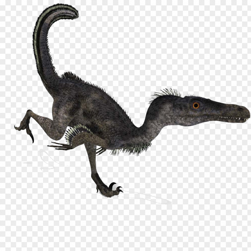 Tiny Dinosaur Velociraptor Deinonychus Battle Of Giants: Dinosaurs PNG