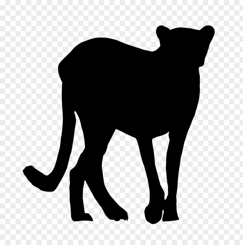 Whiskers Dog Cat Mammal Snout PNG