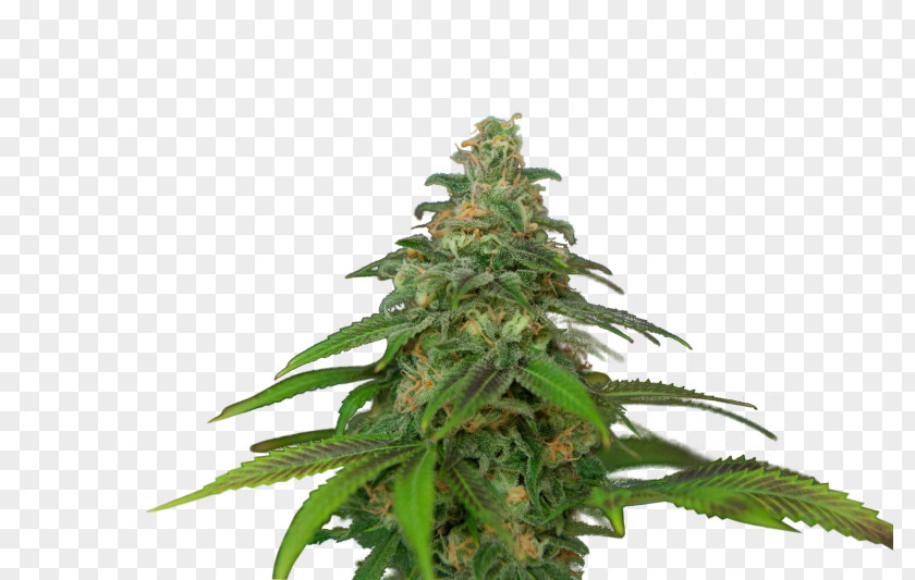 Cannabis Haze Autoflowering Kush Sativa PNG