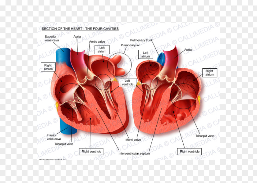 Heart Anatomy Thoracic Cavity Body Circulatory System PNG