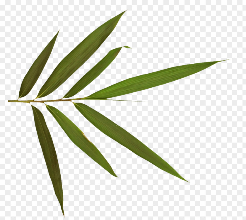 Leaf Bamboo Plant Stem Digital Image PNG