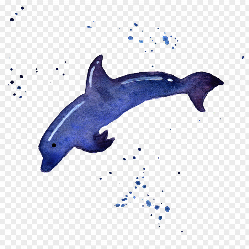 Nature Sea Animals Dolphin Common Bottlenose Tucuxi Rough-toothed Porpoise PNG
