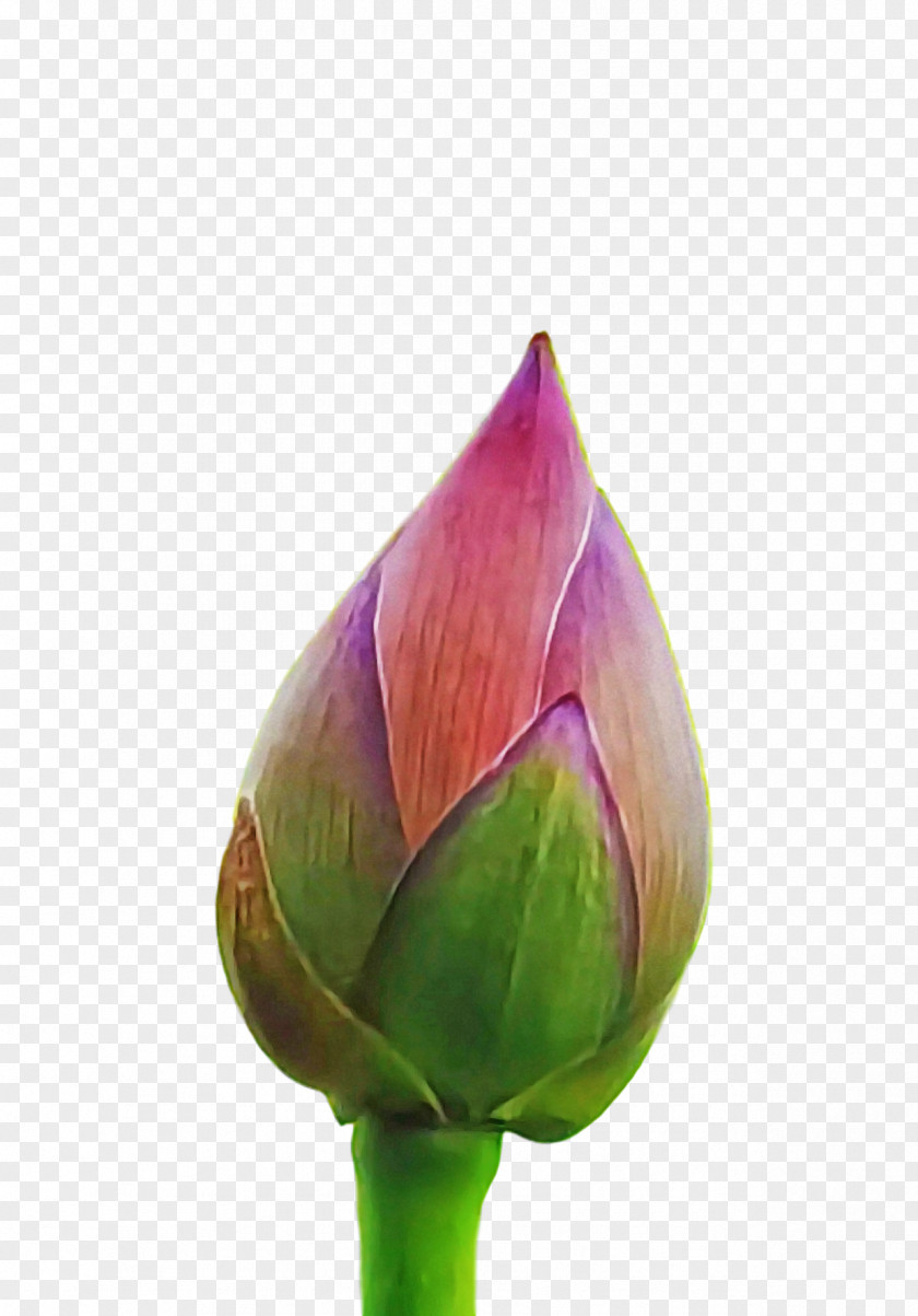 Plant Stem Bud Flower Petal Purple PNG