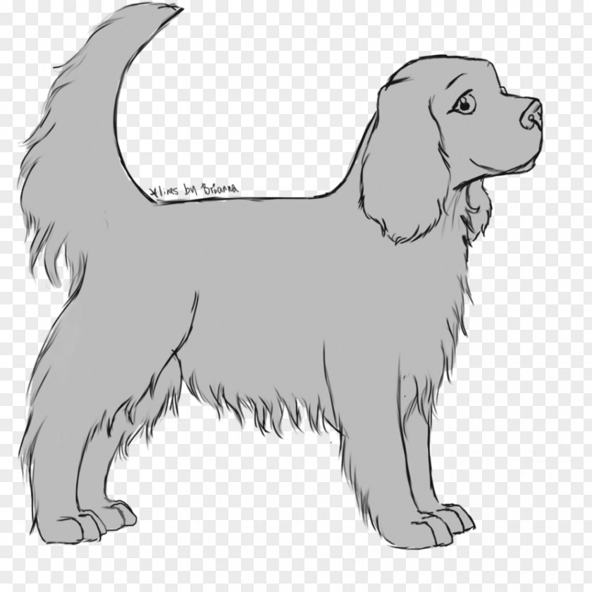 Puppy Dog Breed Retriever Sporting Group Spaniel PNG