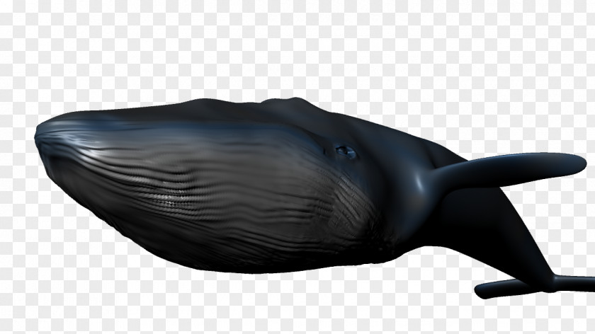 Whale Blue Beluga 3D Modeling Cetacea PNG