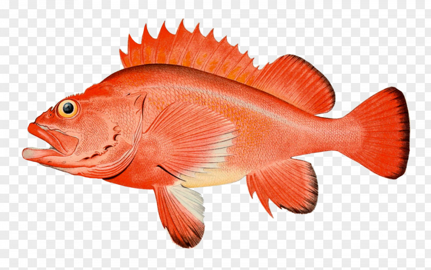 Red Fish Rougheye Rockfish Copper Striped Bass Quillback PNG
