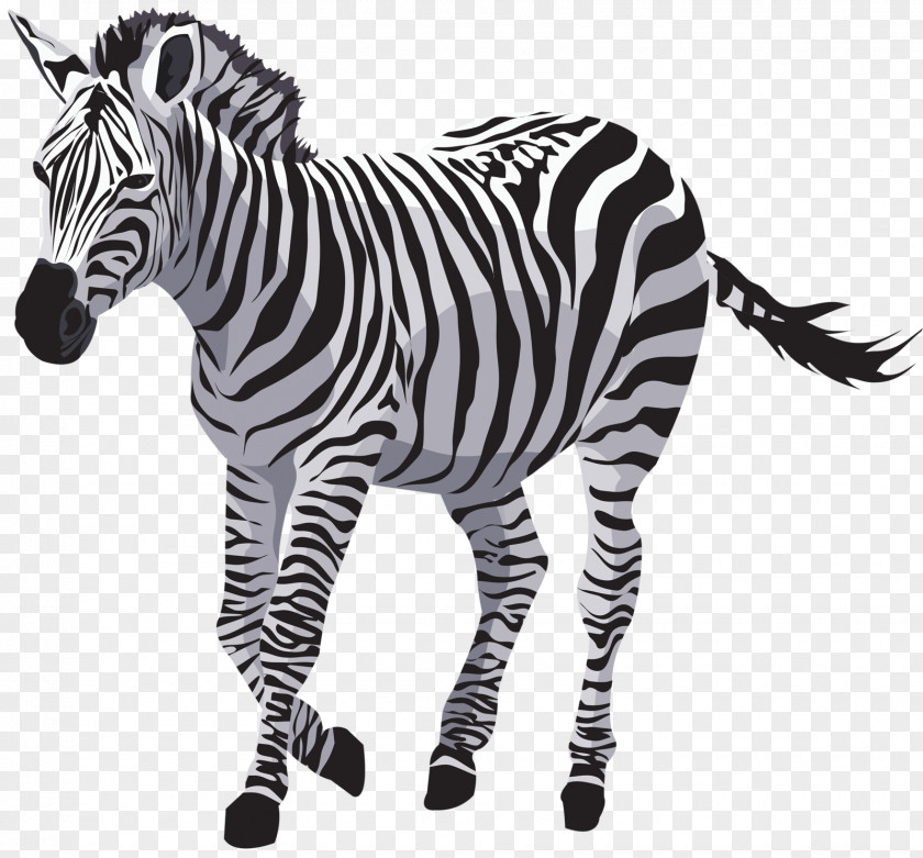 Vida Silvestre Horse Zebra Vector Graphics Drawing Zorse PNG