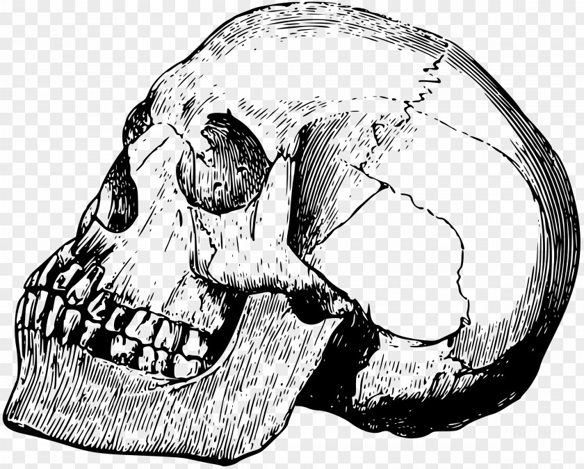 Cranial Skeleton Head Skull Bone Drawing Calavera PNG