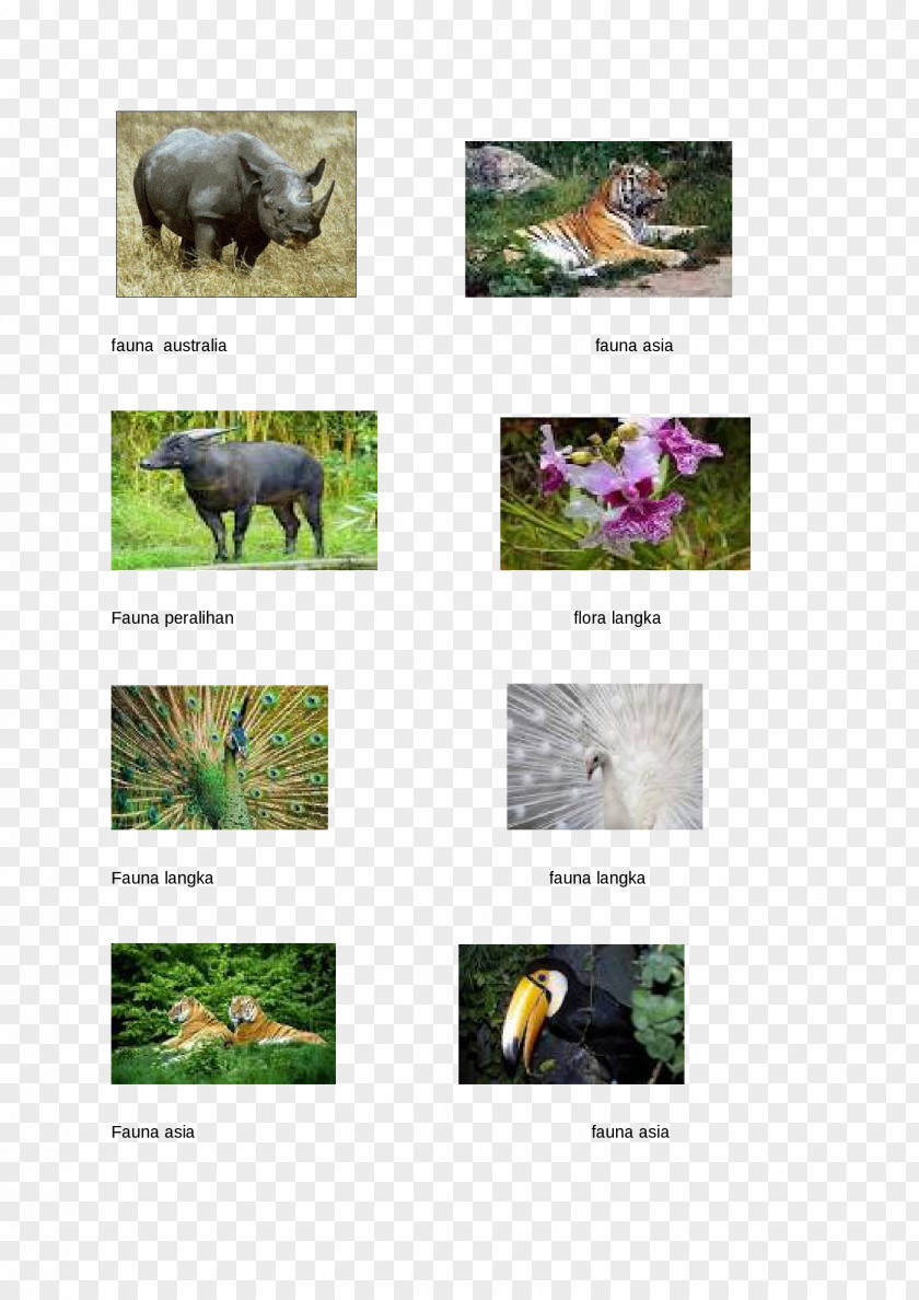Fauna Ecosystem Rhinoceros Animal PNG