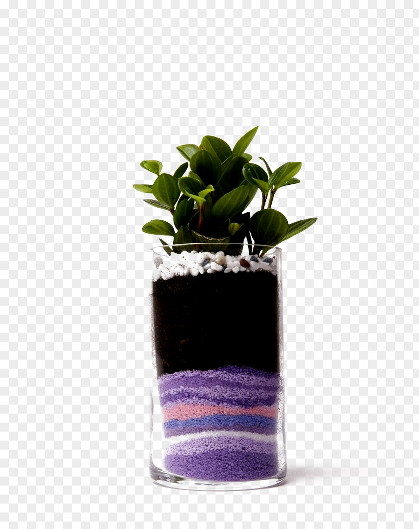 Green Leaves Of Plants And Colored Sand Buckle-free Material Flowerpot Plant Computer File PNG