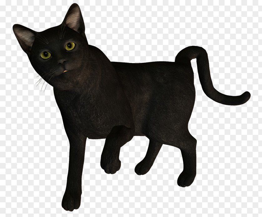 Pw Korat Black Cat German Rex Domestic Short-haired Blog PNG