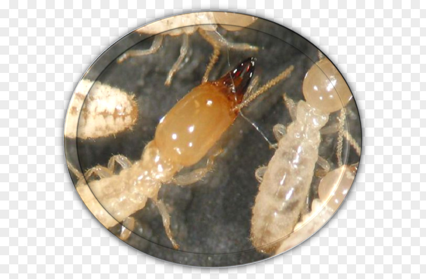 Victer Insect Termite Ant Fumigation Pest Control PNG