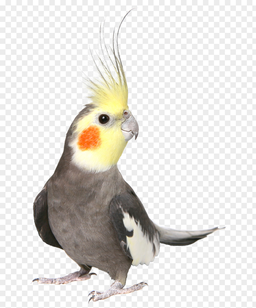 Bird Cockatiel Budgerigar Cockatoo Pet PNG