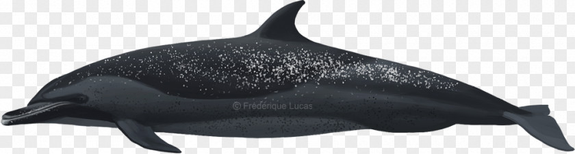 Dolphin Common Bottlenose Rough-toothed Tucuxi Pantropical Spotted PNG