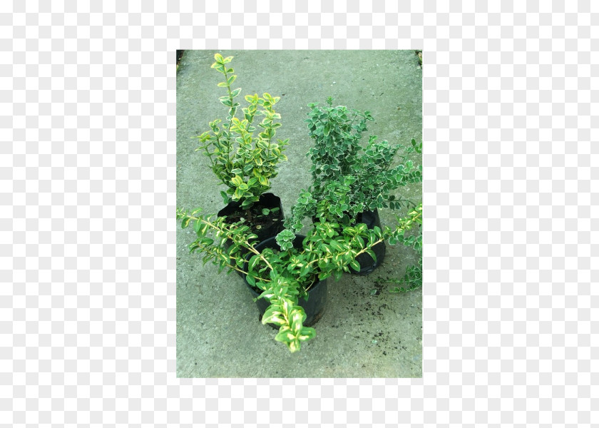Euonymus Herb Flowerpot Shrub PNG