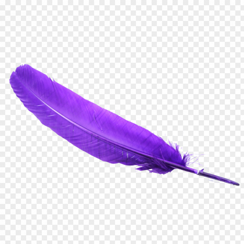 Feather Bird PNG