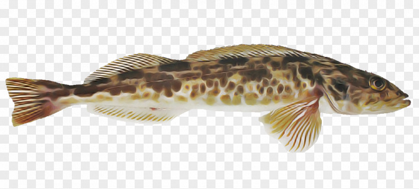 Magur Catfish Fish PNG