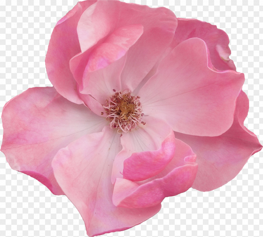 Marigold Pink Flowers Garden Roses Blossom PNG