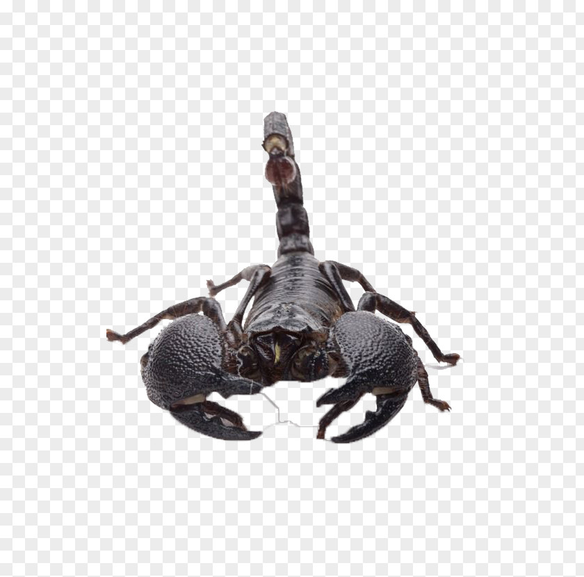 Poisonous Scorpion Emperor Download PNG