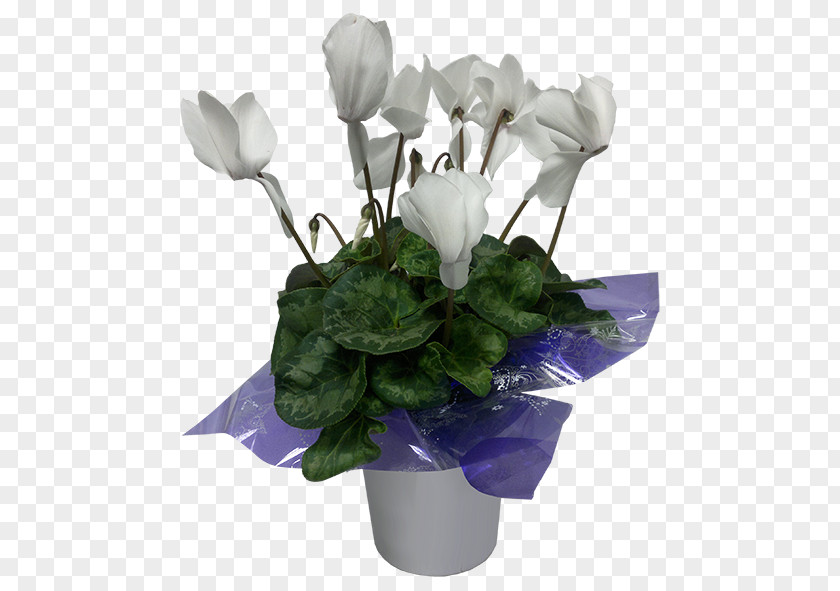 Rose Cyclamen Cut Flowers Flowerpot Plant PNG