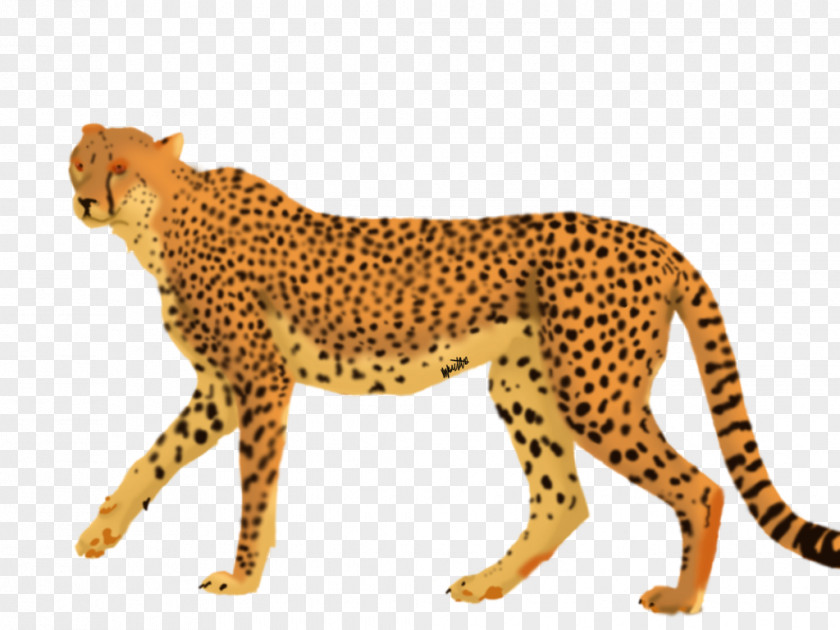 Take It Slow Cheetah Leopard Big Cat Terrestrial Animal PNG