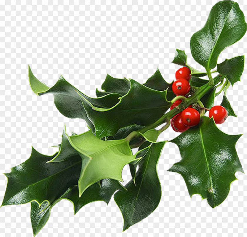 Christmas And Holiday Season Mistletoe Decoration Gift PNG