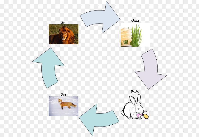 Fox No Buckle Diagram Food Chain Web Child PNG