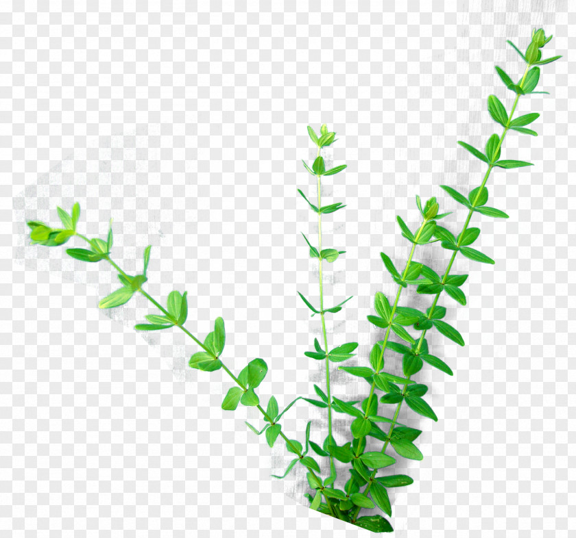 Grass Herbaceous Plant Stem Leaf Child PNG