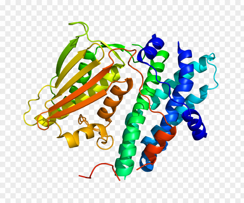 Pyruvate Dehydrogenase Kinase Lipoamide Isozyme 1 Phosphoinositide-dependent Kinase-1 PNG