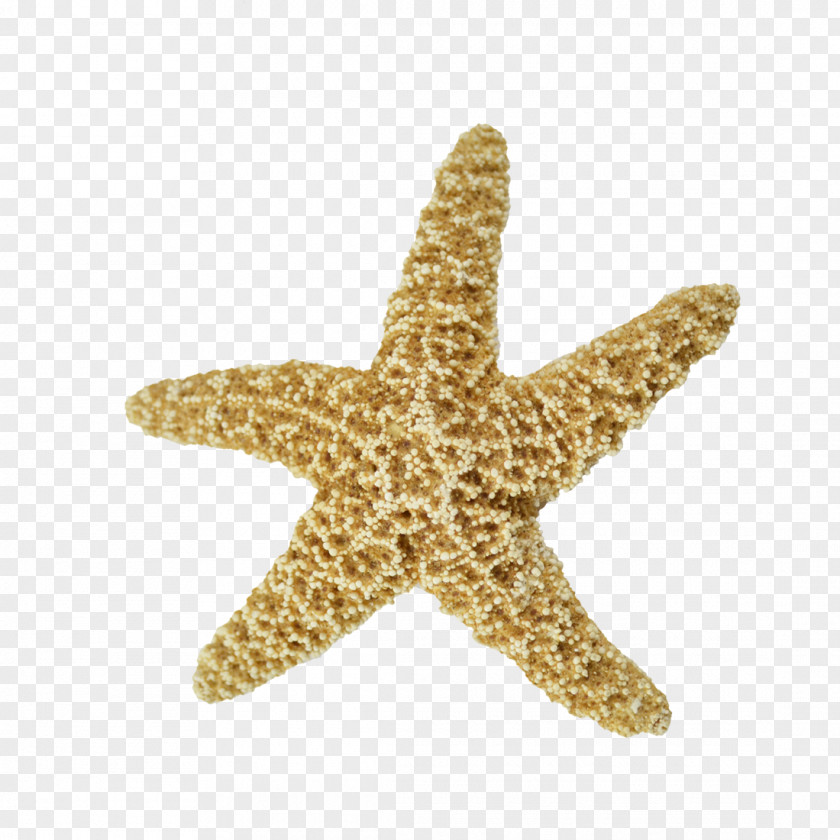 Real Starfish Sand Dollar Sea Urchin Seashell Echinoderm PNG