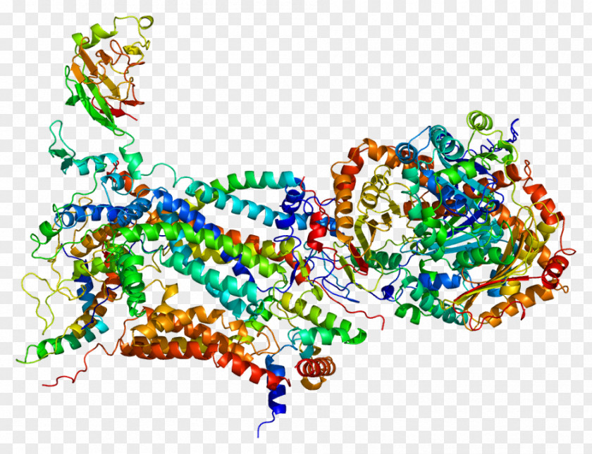 UQCRH CYC1 Cytochrome C1 Gene Coenzyme Q – C Reductase PNG