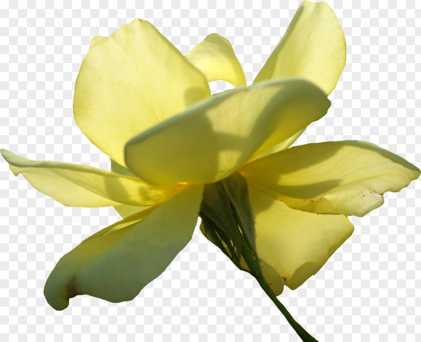 Yellow Rose Beach Flower PNG