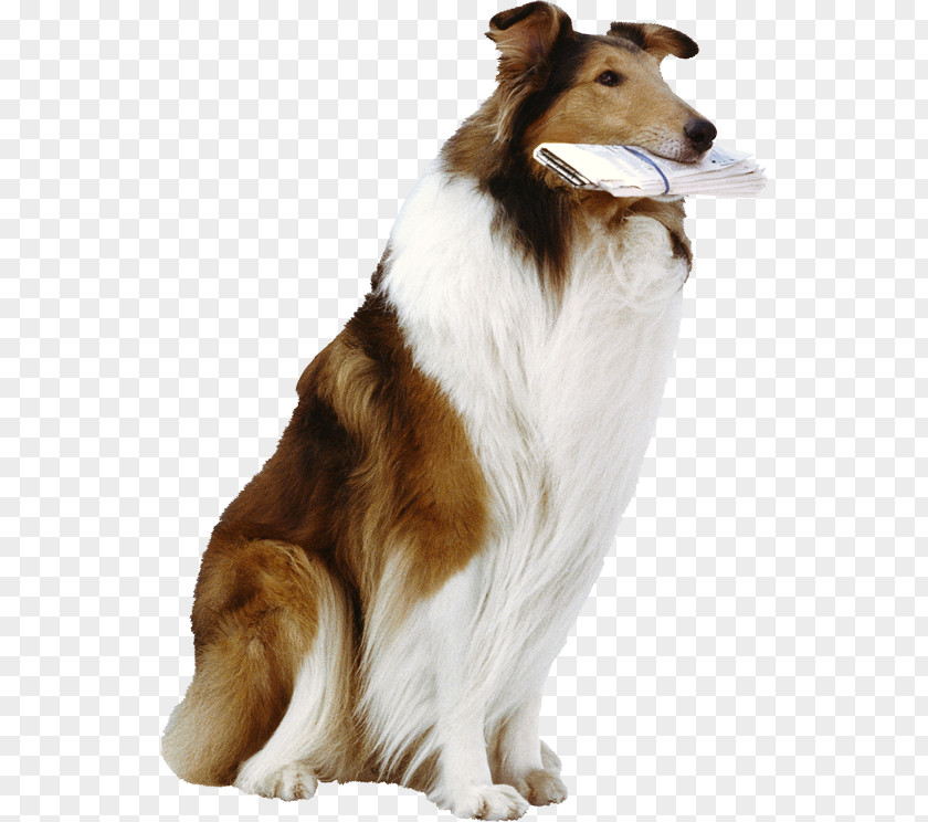 Dog German Shepherd Lassie Cat Breed PNG