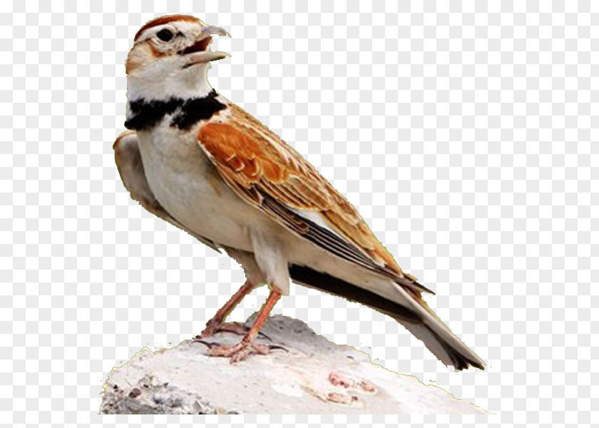 Lark Side Cute Birds House Sparrow Finch PNG