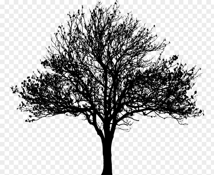 Love Tree Drawing Silhouette Clip Art PNG