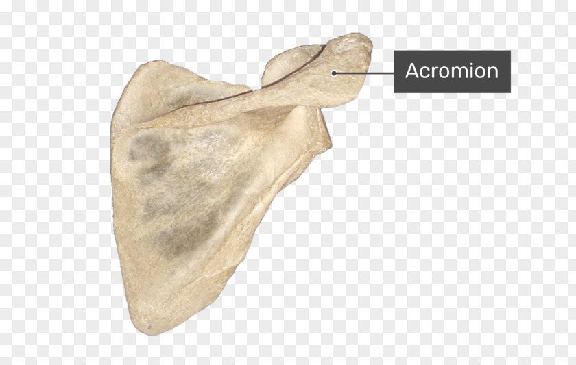 Medial Border Of Scapula Anatomy Acromion Joint Bone PNG