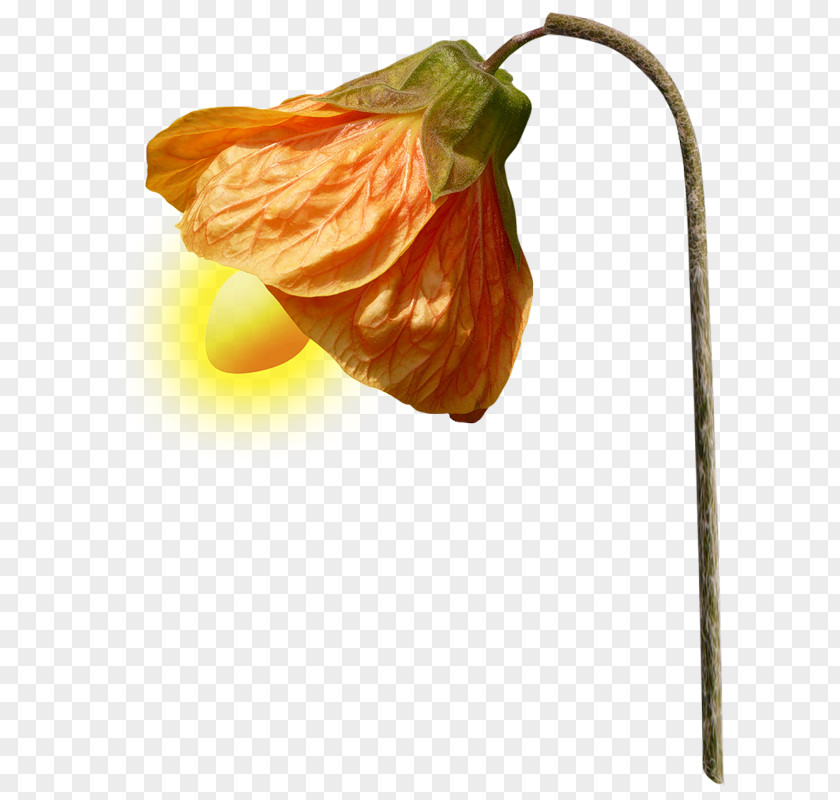 Small Pumpkin Lights Lamp PNG