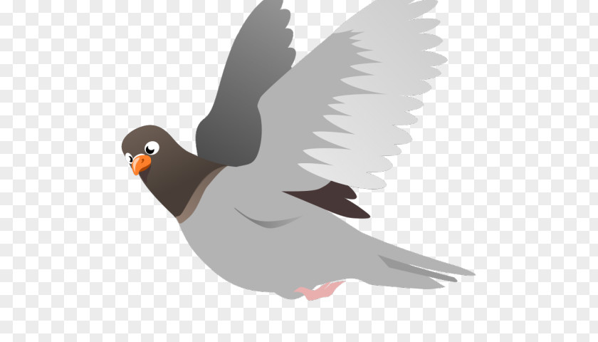 Wing Rock Dove Bird PNG