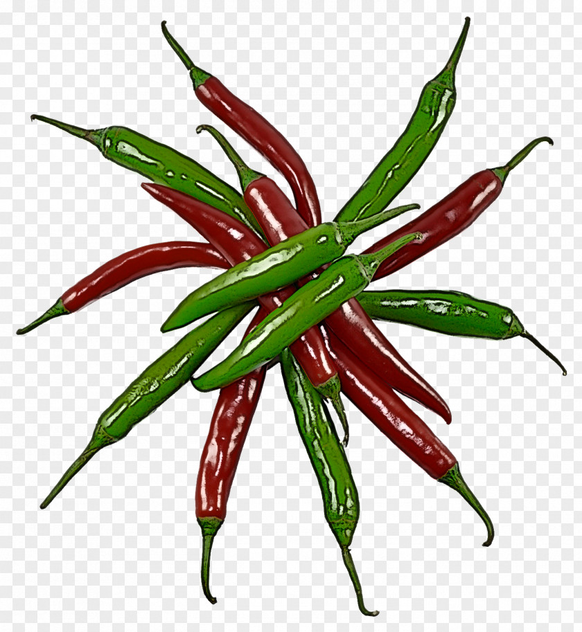 Birds Eye Chili Peperoncini Pepper Tabasco Plant Bell Peppers And Flowering PNG